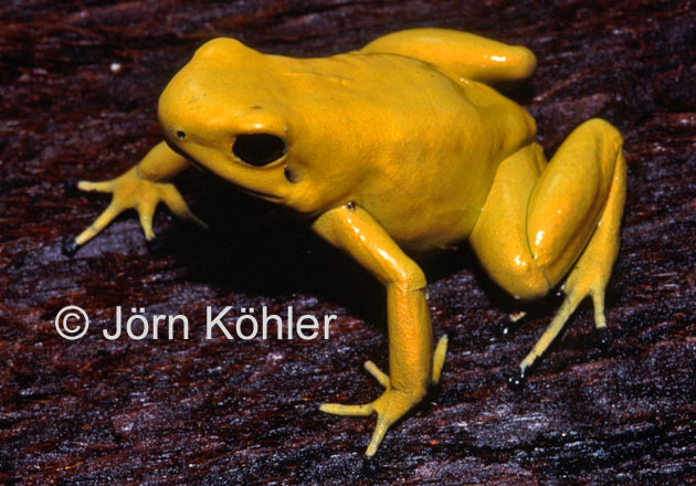 Citation thumbnail