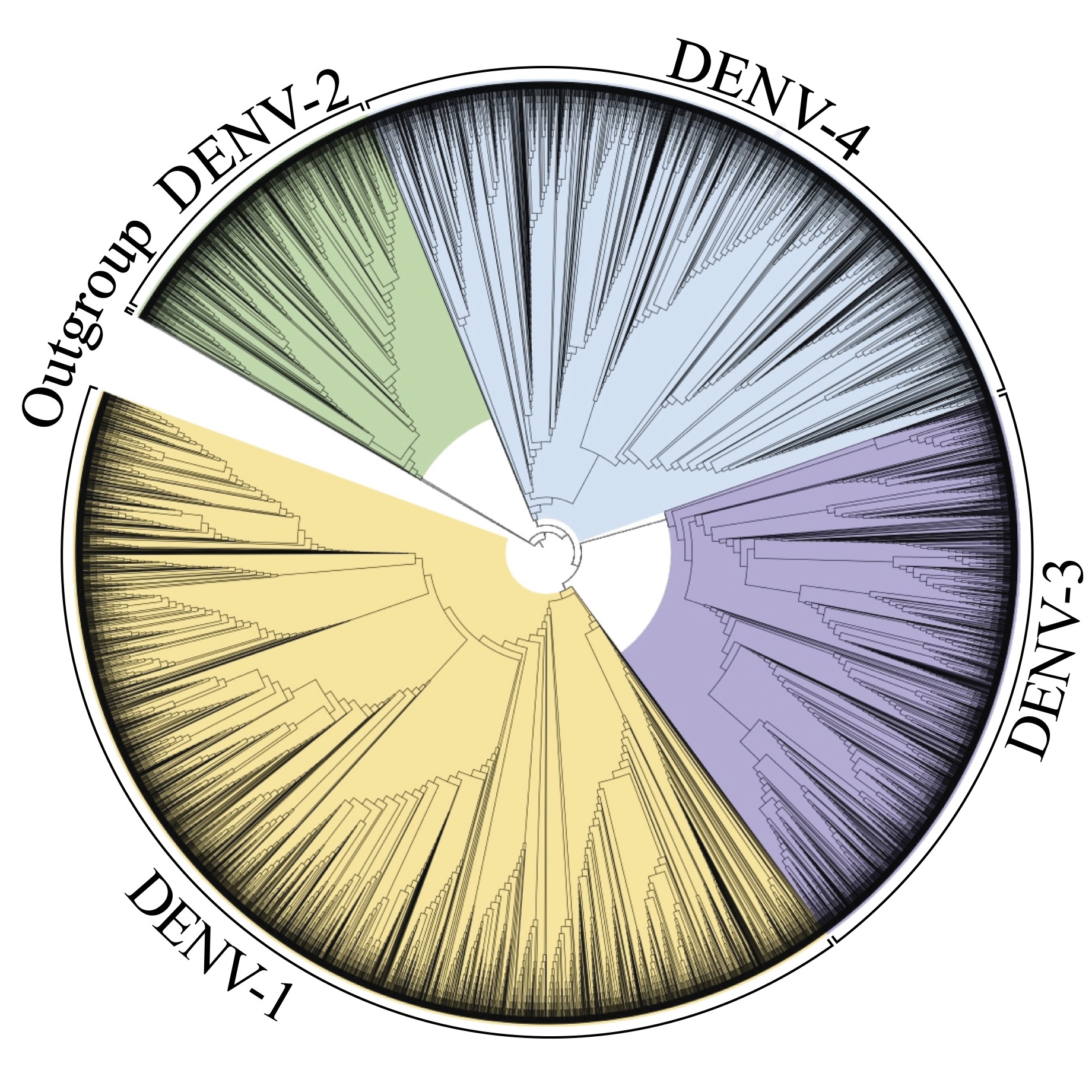 Oliveira's et al. (2026; Figure 3): ML phylogenomic cladogram of DENV. Ingroup: 6,638 sequences; Outgroup: 1 ZIKV, 3 WNV. Colors: DENV-1 (yellow),-2 (green),-3 (purple),-4 (blue).