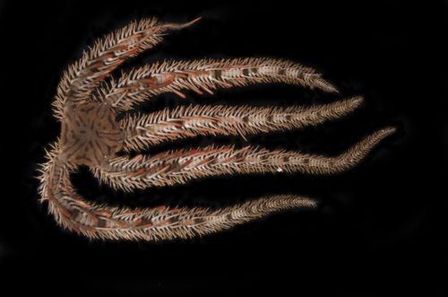 A brittle star. Photo by the Florida Museum of Natural History Invertebrate Zoology.